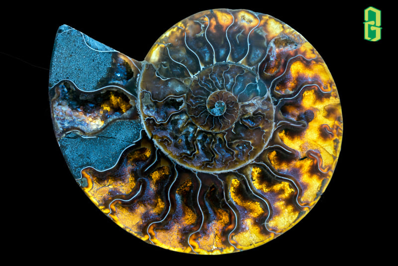 Đá Ammolite được tạo ra từ vỏ của động vật biển ammonite
