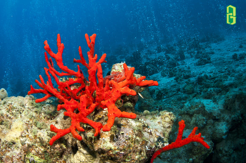 San Hô Đỏ là bộ xương của các loài san hô sống hình thành dưới các đáy biển